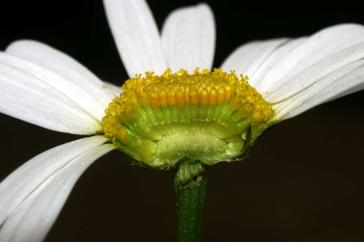 Image of Leucanthemum ircutianum (Turcz.) DC.