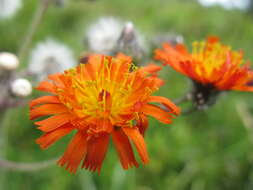 Imagem de Pilosella aurantiaca (L.) Sch. Bip., F. W. Schultz & Sch. Bip.