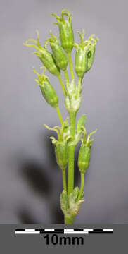 صورة Silene otites (L.) Wibel