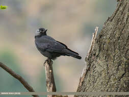 Image of Eurasian Jackdaw