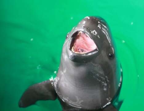 Image of Finless Porpoise