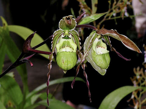 Image of Pearce's Phragmipedium