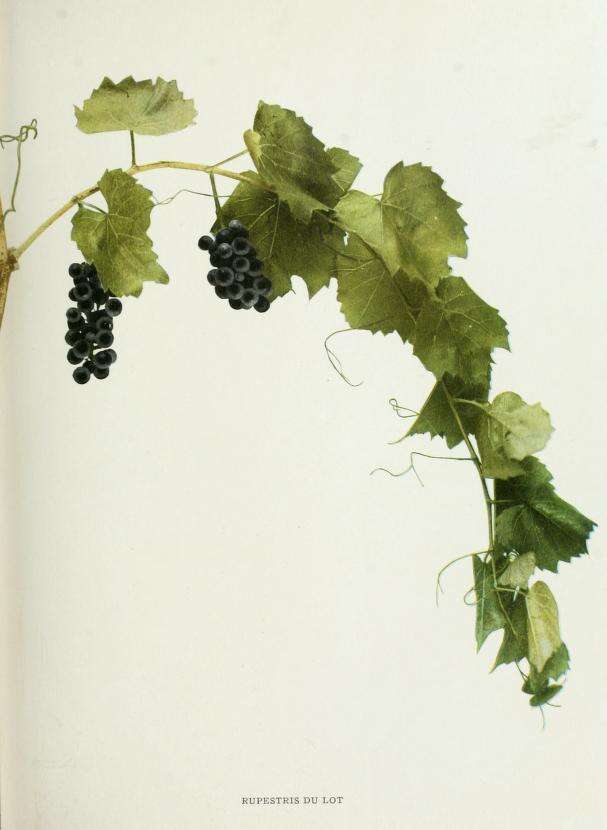 Image of July grape
