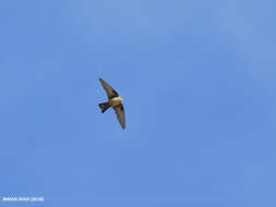 Image of Eurasian Crag Martin