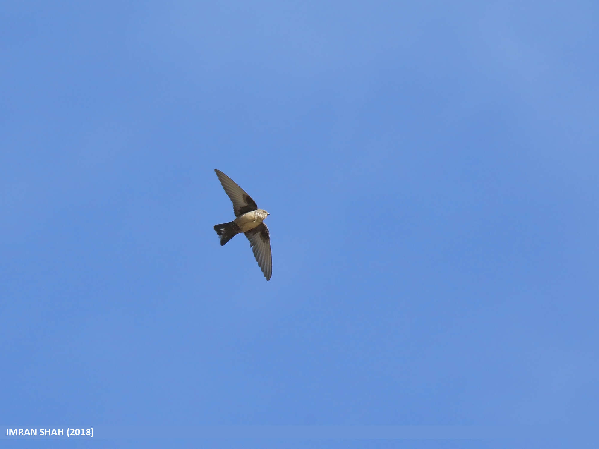 Image of Eurasian Crag Martin