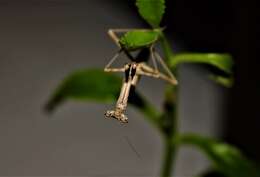 Image of Oxyothespis persica Bolivar 1913