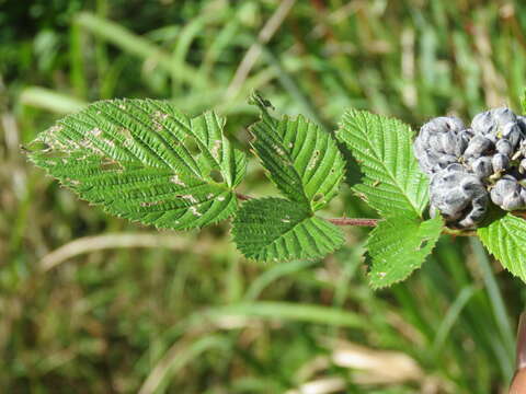 Image of Mysore raspberry