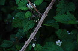 Image of Himalayan blackberry