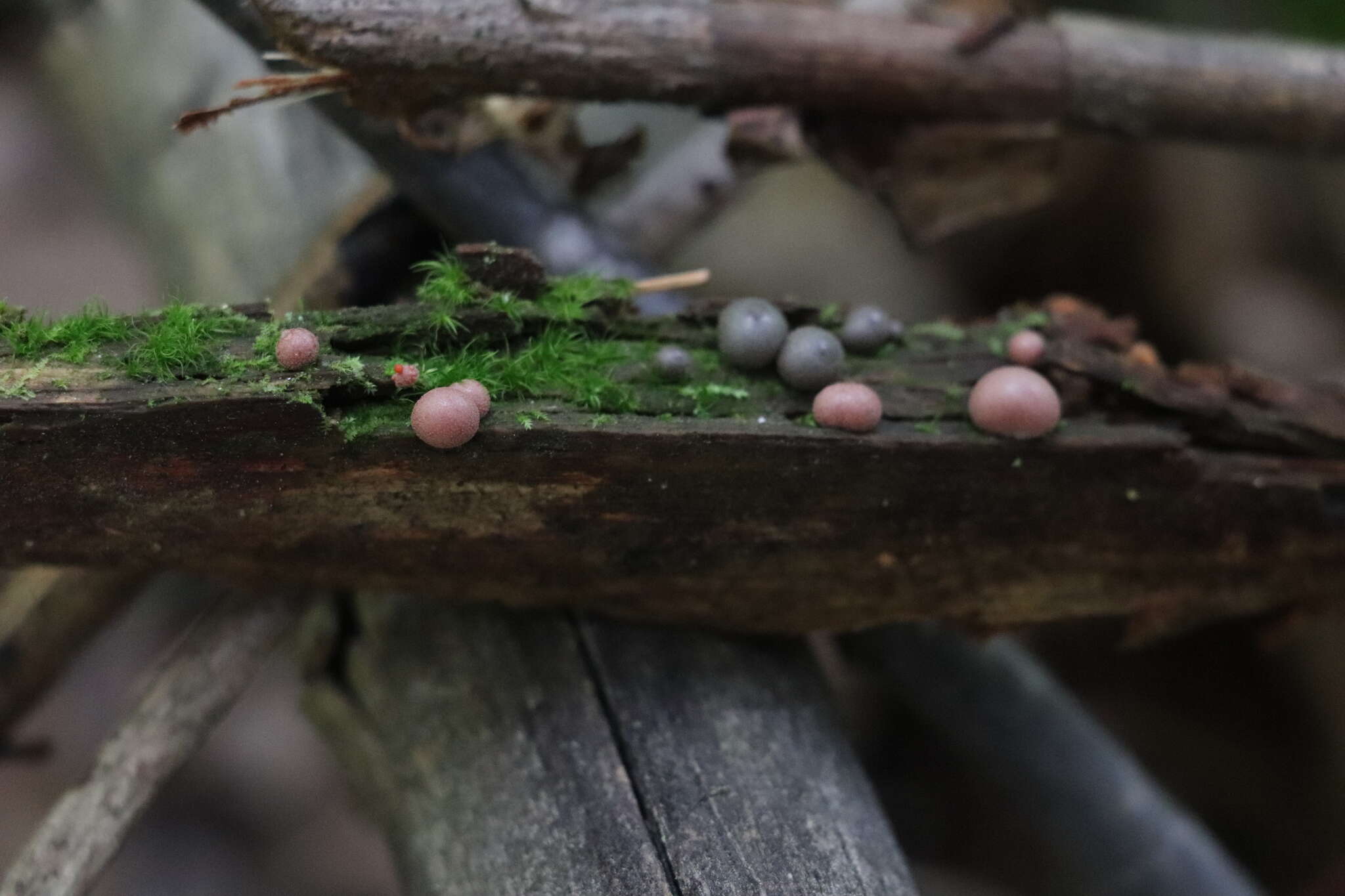 Image of Lycogala epidendrum