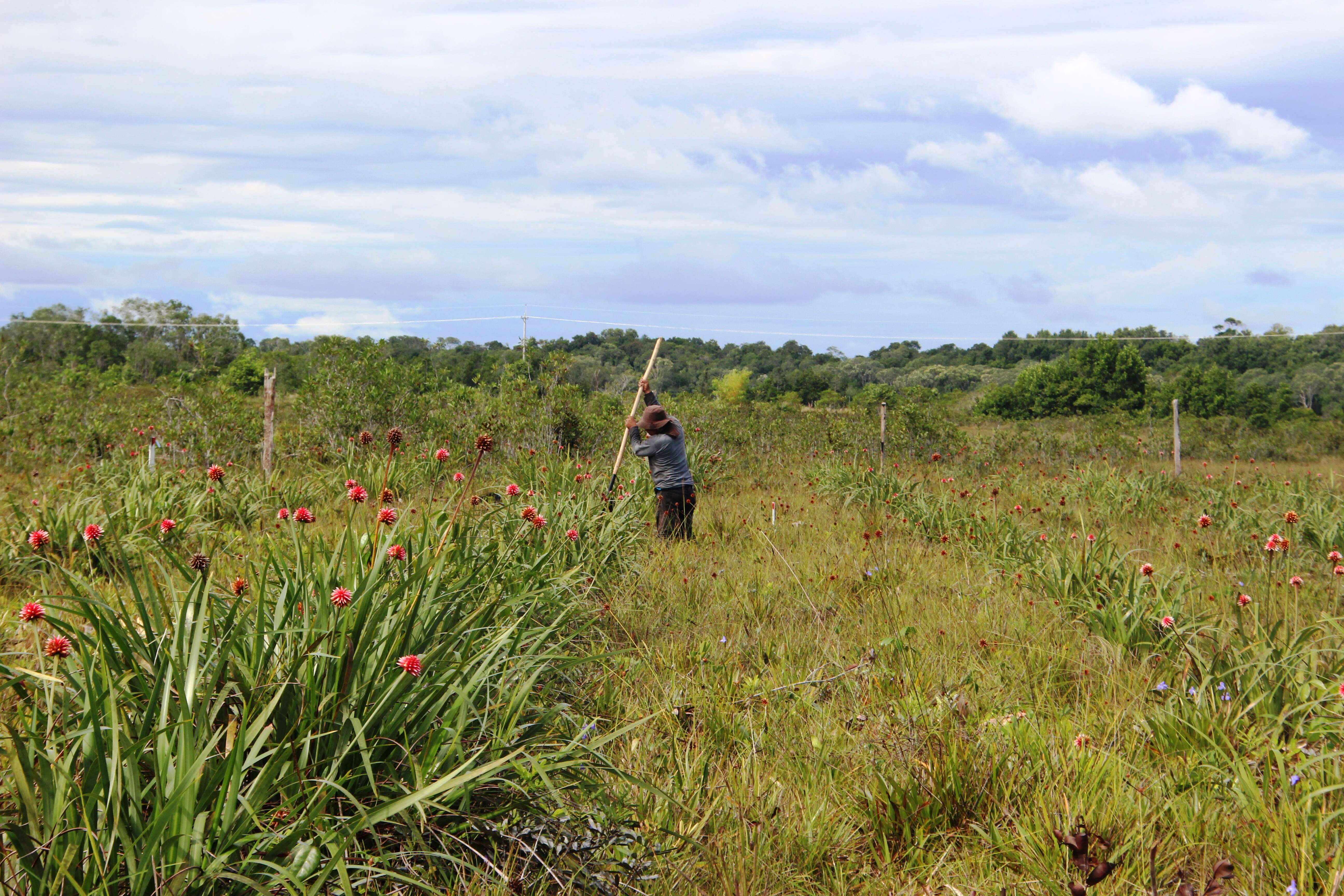 Image of Rapateaceae