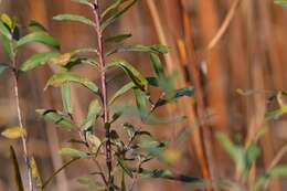 Image of purple willow