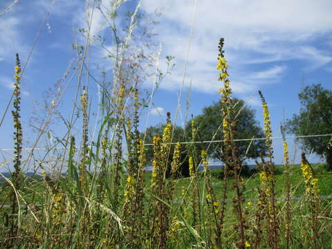 Image of Agrimony