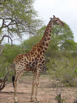 Plancia ëd Giraffa camelopardalis (Linnaeus 1758)