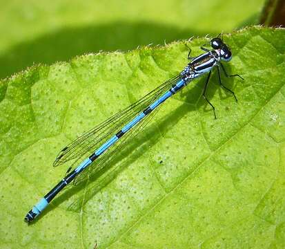 Image of Azure Bluet