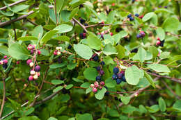 Image of Saskatoon serviceberry