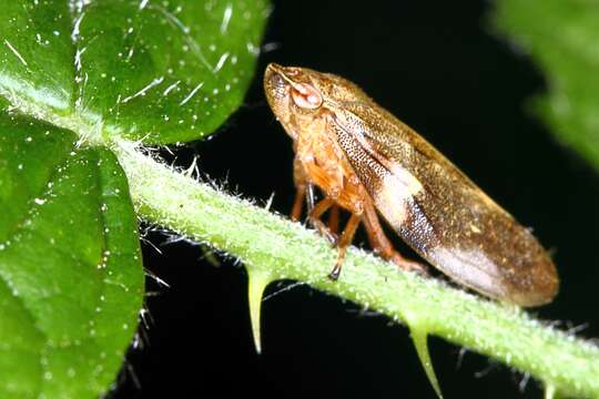 Слика од Aphrophora alni (Fallén 1805)