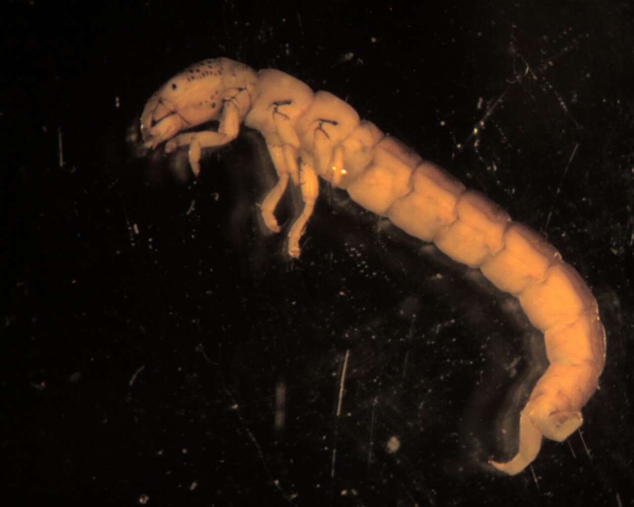 Image of polycentropodid trumpet-net and tube-making caddisflies