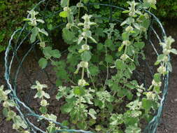 Image of horehound