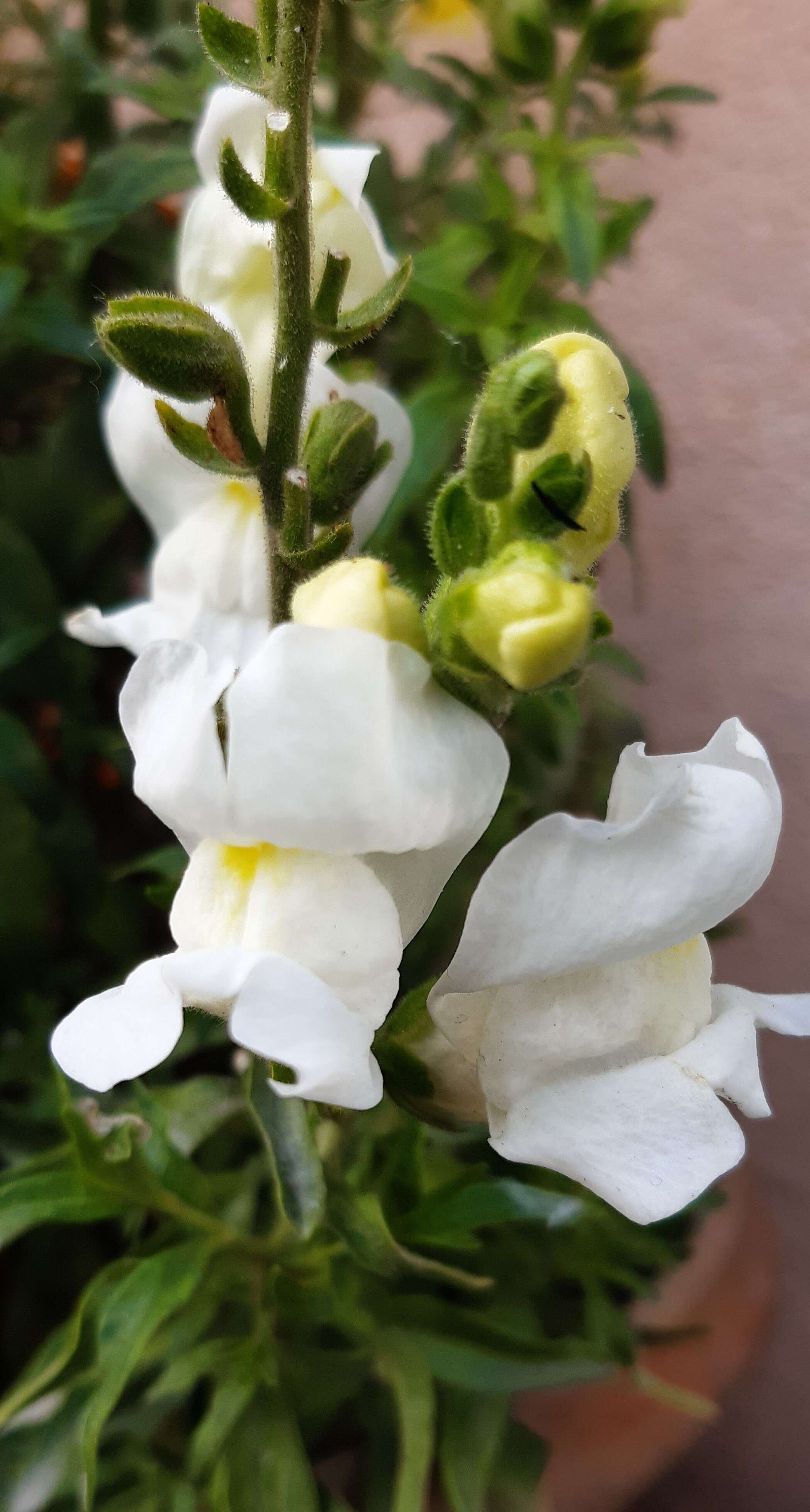 Plancia ëd Antirrhinum majus L.