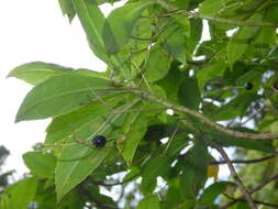 Image of naupaka kuahiwi