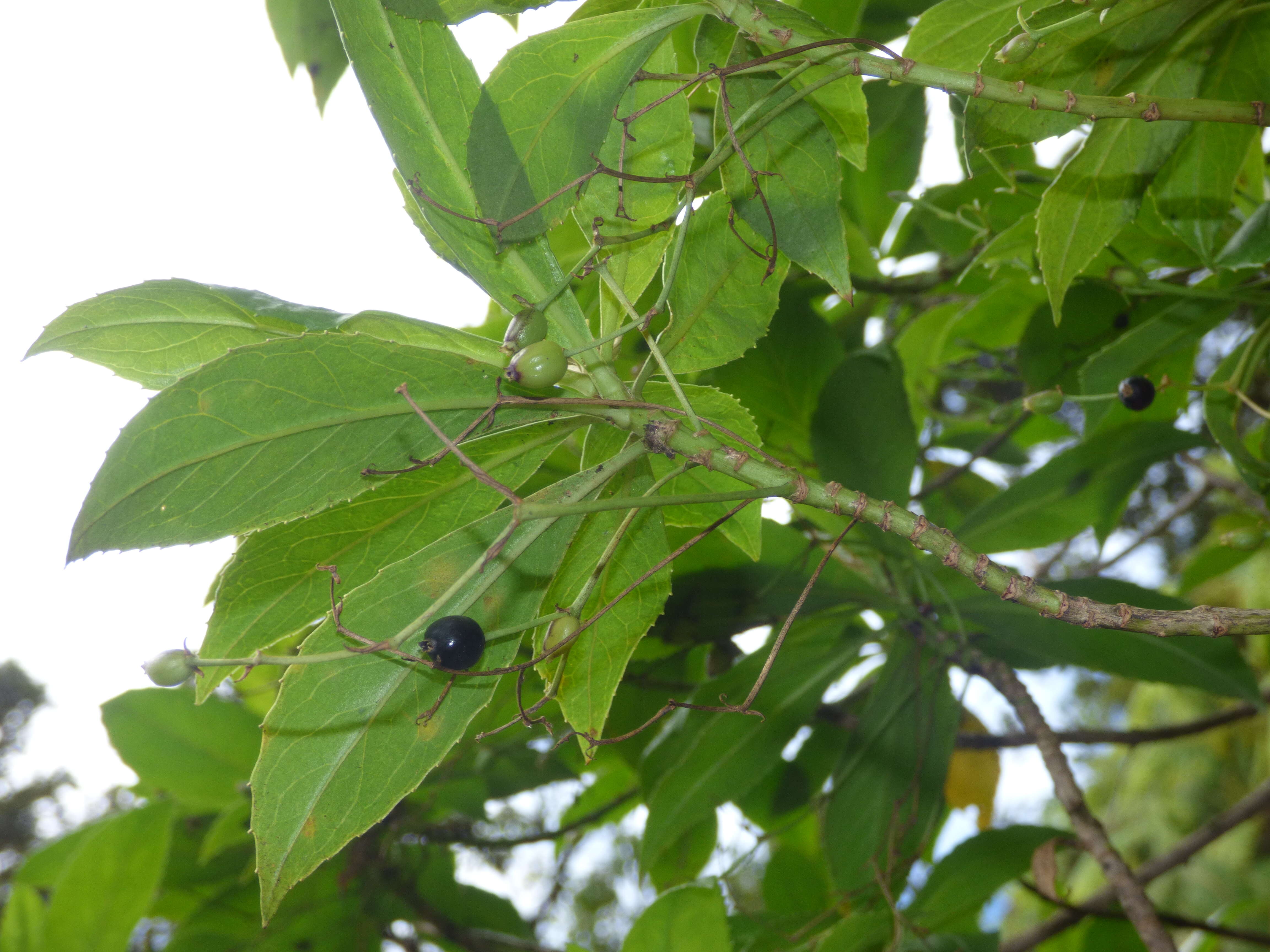 Image of naupaka kuahiwi