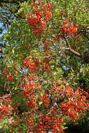 Erythrina falcata Benth. resmi