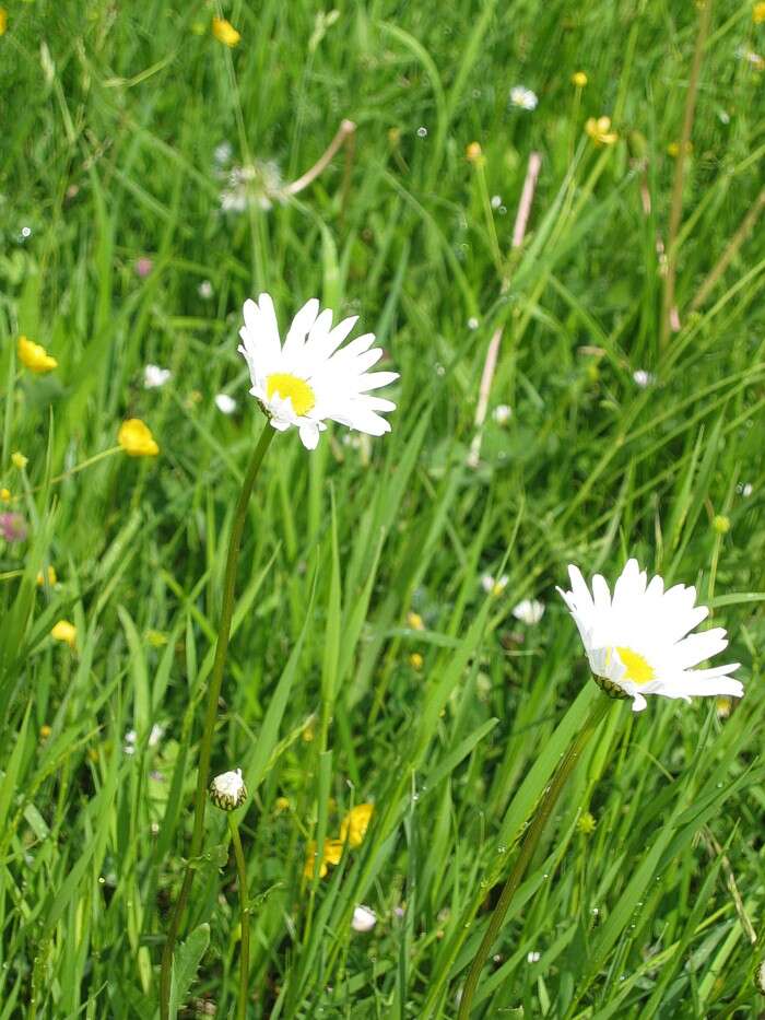 صورة Leucanthemum ircutianum (Turcz.) DC.