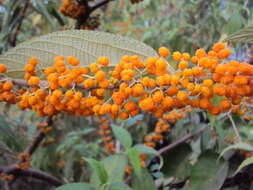 Imagem de Debregeasia longifolia (Burm. fil.) Wedd.