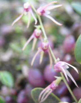 Image of Bulbophyllum cocoinum Bateman ex Lindl.