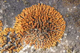 Image of elegant orange wall lichen