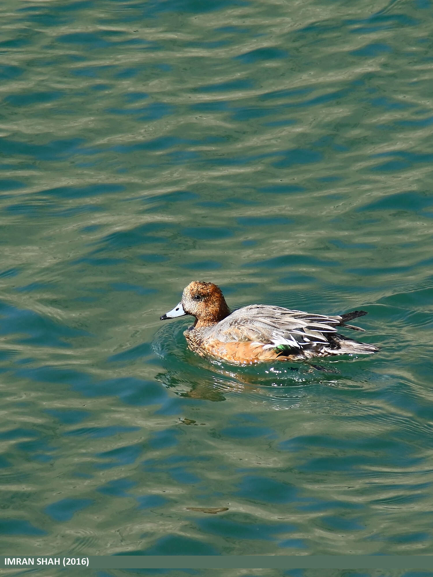 Image of Eurasian Wigeon