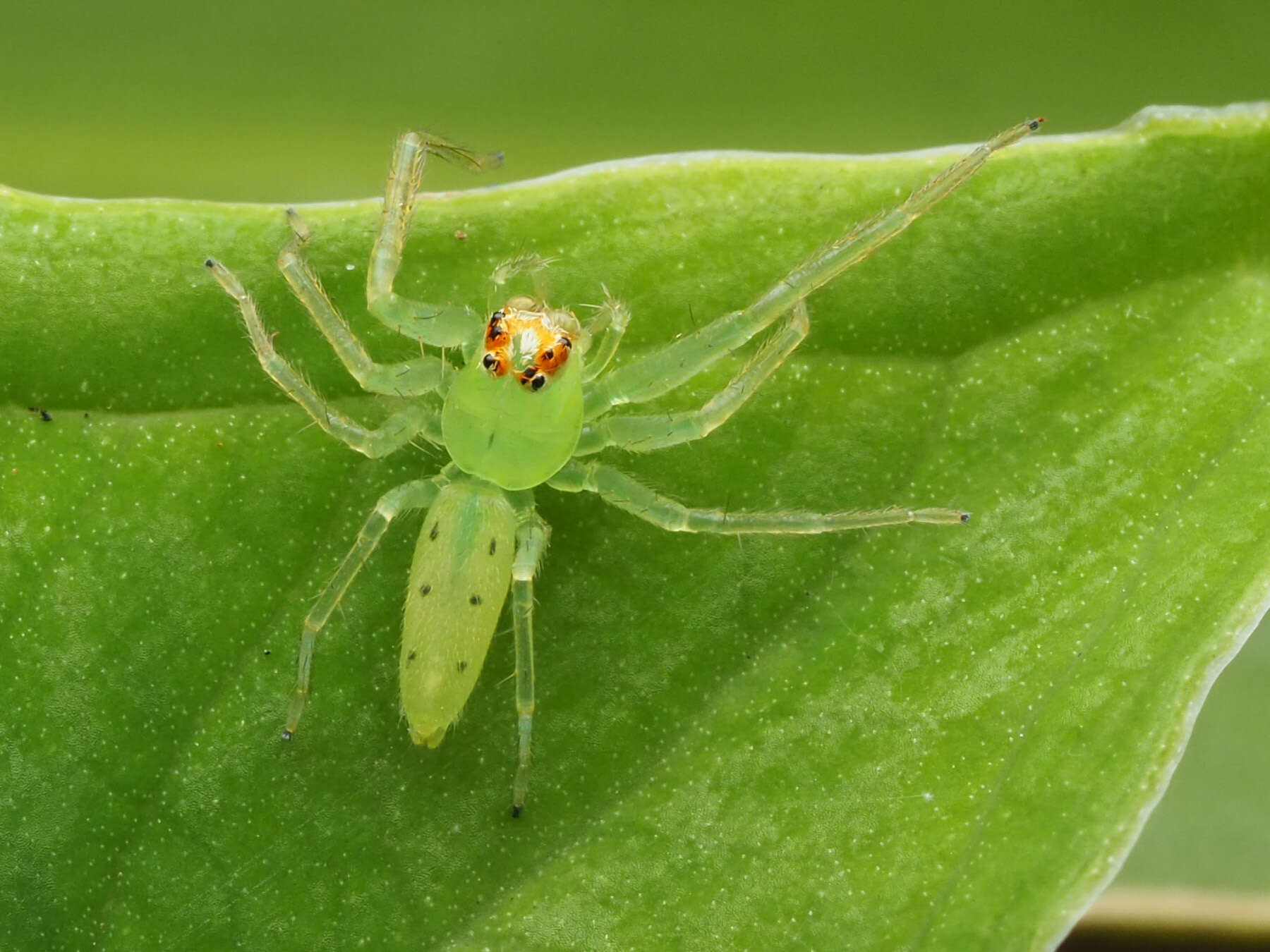 Image of Magnolia Green Jumper