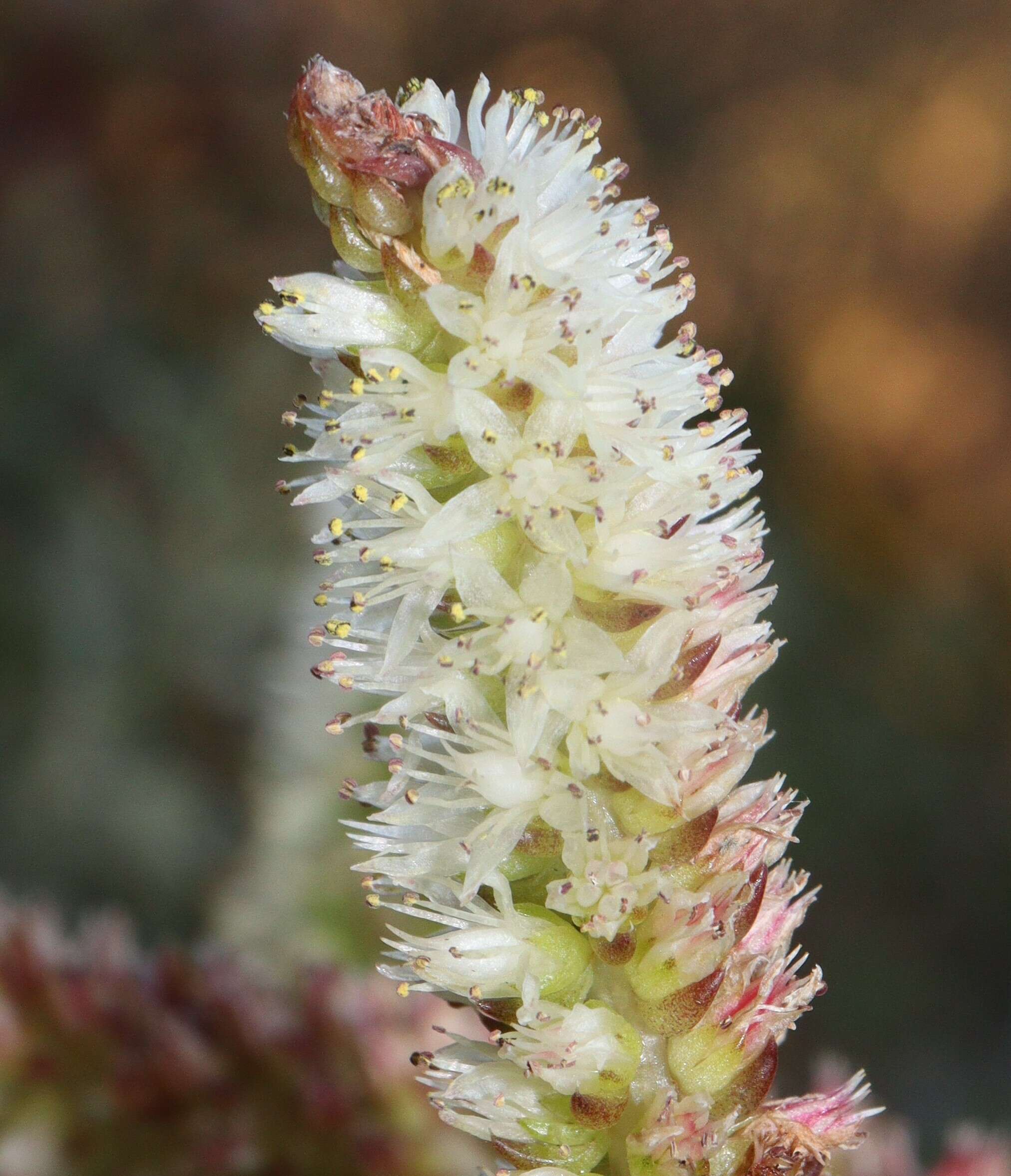 Image of Orostachys japonica A. Berger