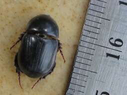 Image of black lawn beetle