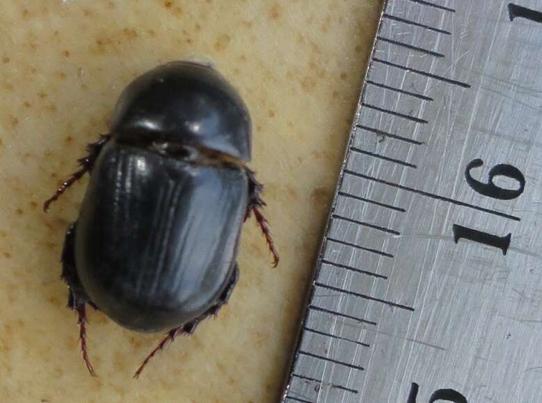 Image of black lawn beetle