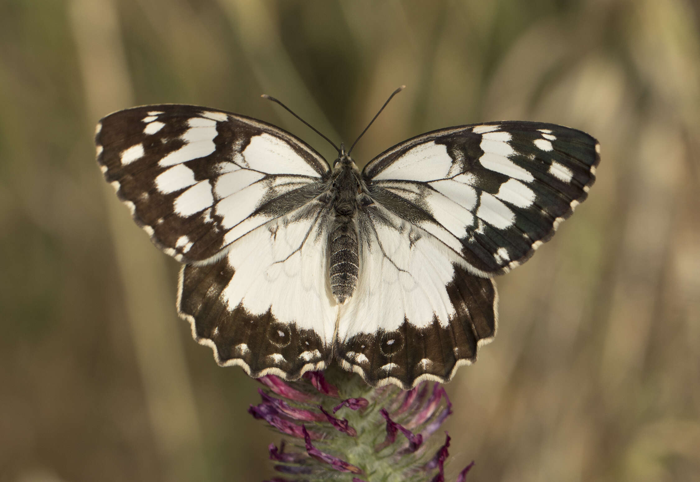 Image of Levantine Marbled White