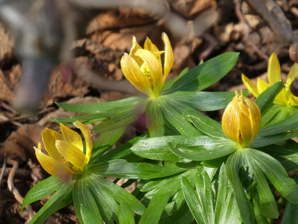 Image of eranthis