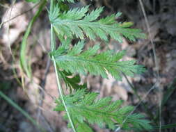 Image of corymbflower tansy