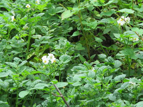 Plancia ëd Solanum tuberosum L.