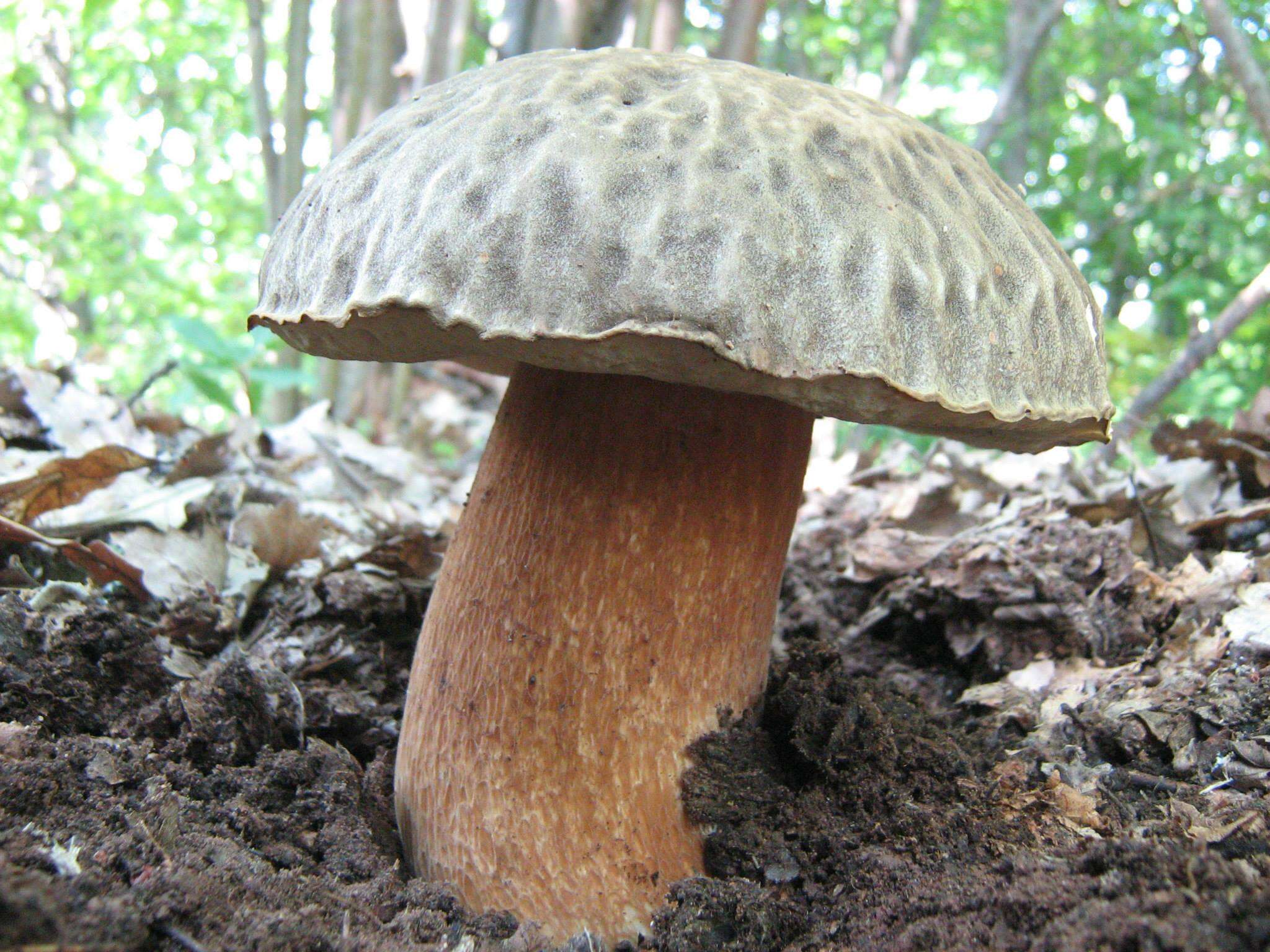 Image of Boletus aereus Bull. 1789