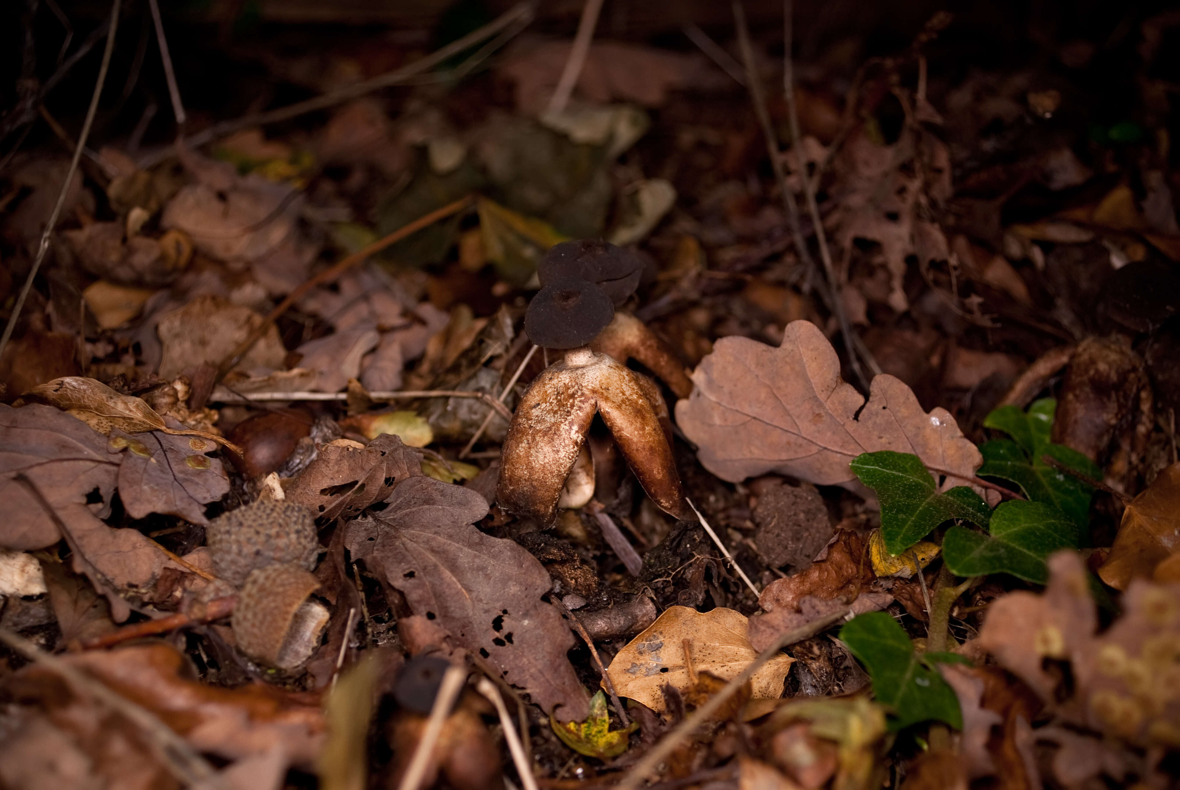 Imagem de Geastrum fornicatum (Huds.) Hook. 1821