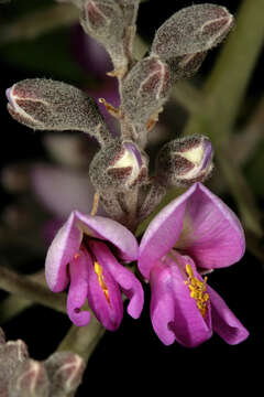 Image of Millettieae