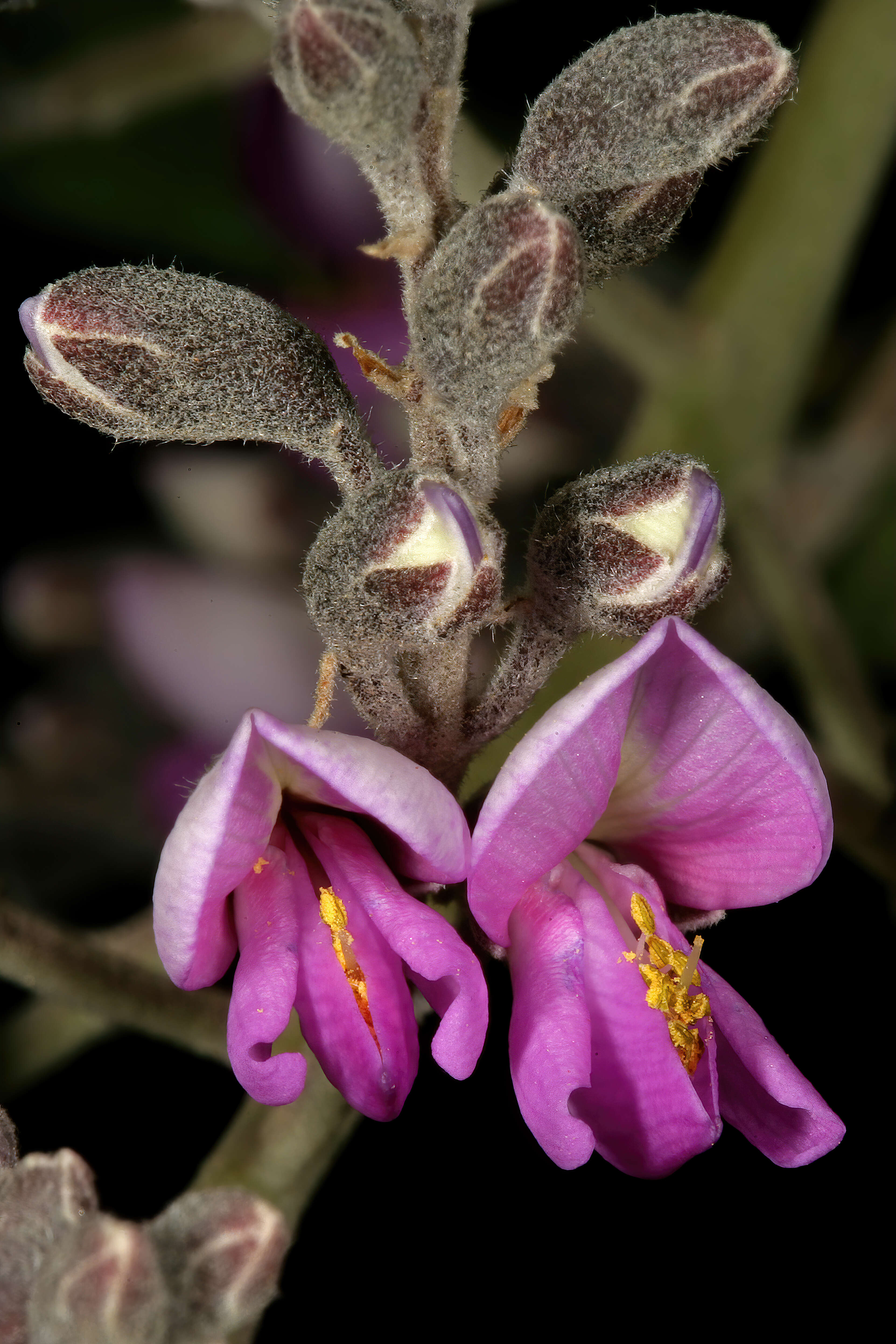 Plancia ëd Philenoptera violacea