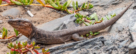 Image of Gran Canaria Giant Lizard