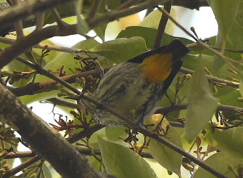 Image of Prionochilus Strickland 1841