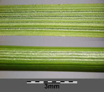 Image of European feather grass