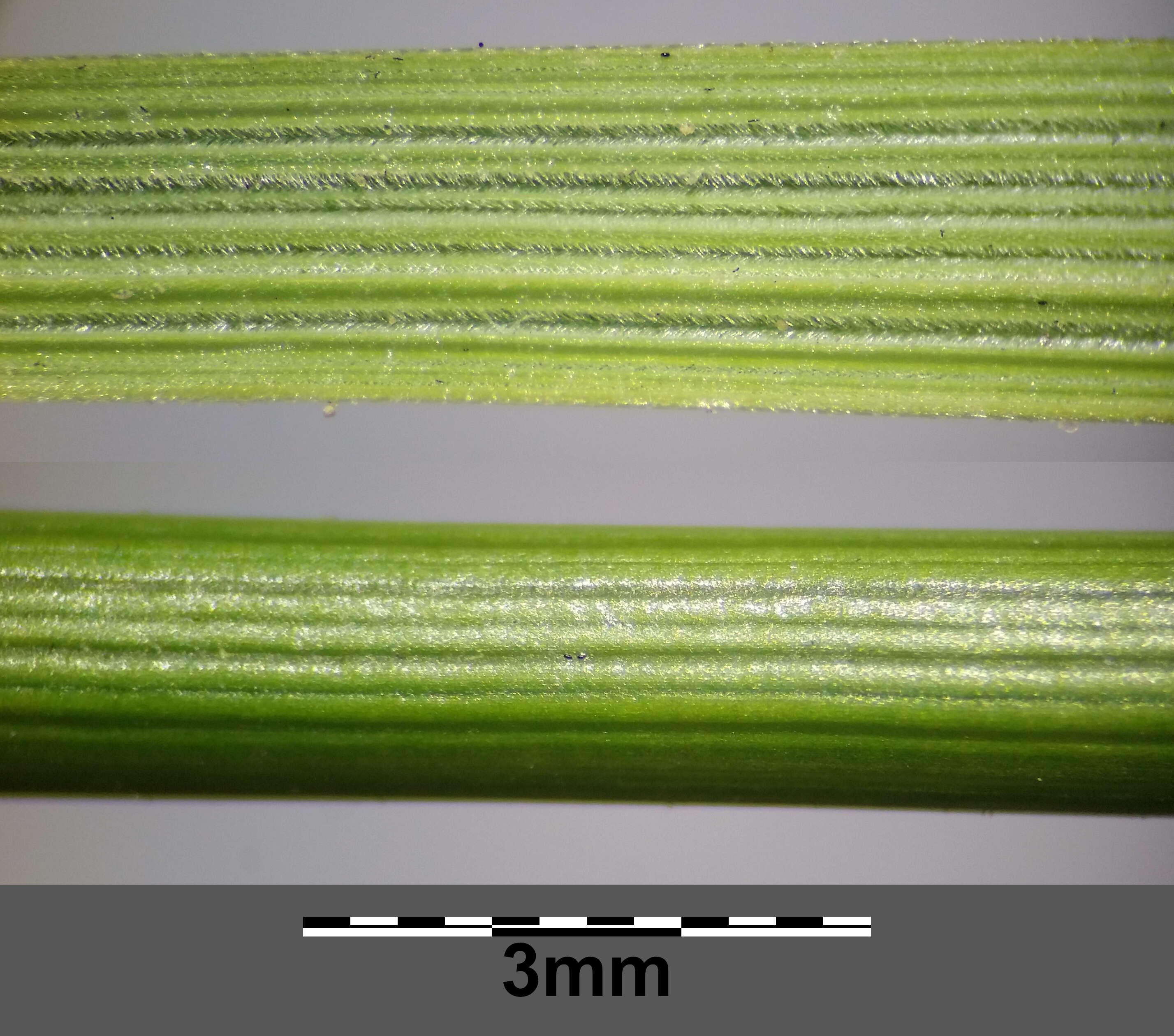 Image of European feather grass