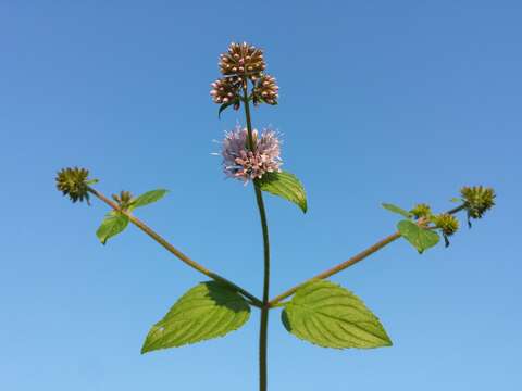 Image of Water Mint