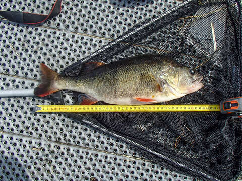 Image of Perch