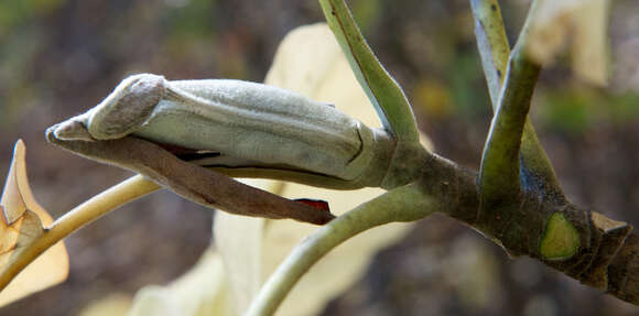 Image of Big-Leaf Magnolia